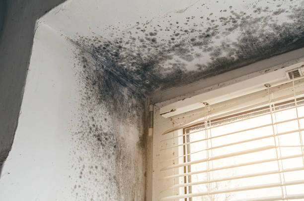 Affordable Bathroom Mold Removal solutions in Atlantic Highlands, NJ